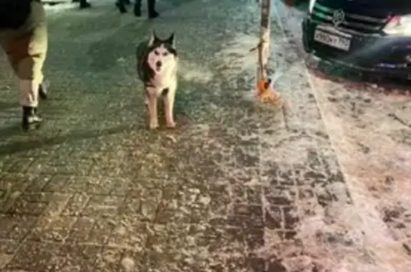 Найдена собака Хаски в Балашихе, ищем настоящих хозяев!