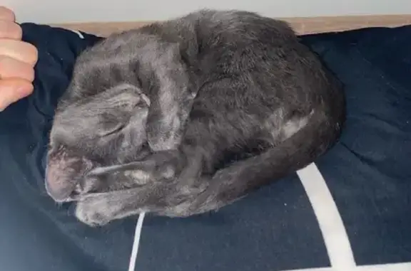 Найден серый котенок на Солнечной улице