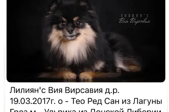 Собаки потеряшки, Санкт-Петербург, фото: Потеряшка собака на пр. Художников, 14 в СПб