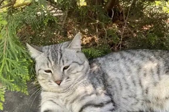 Пропал красивый серо-мраморный котик в Самаре