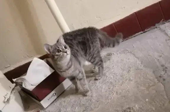 Найдена домашняя кошка на ул. Шибанкова, Наро-Фоминск