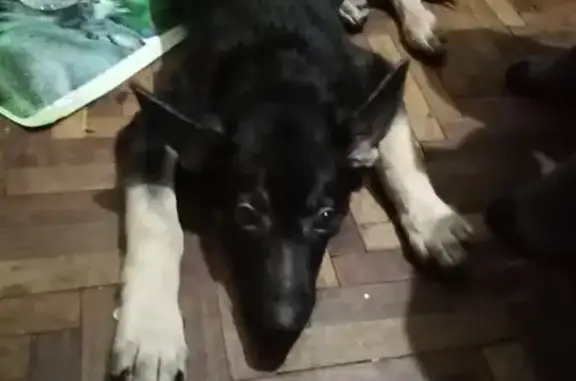 Найдена собака на 10-й Советской улице, СПб.
