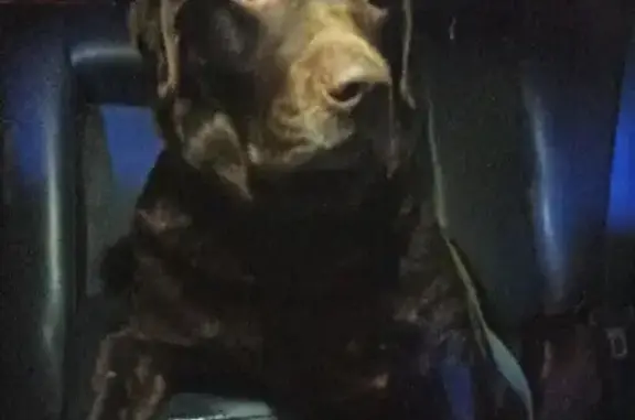 Найденные животные Нижний Новгород, фото: Найден шоколадный лабрадор возле 39 больницы