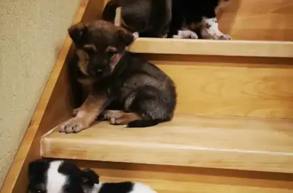 Собака с 4 малышами ищут дом в Снт Нива, Гальчино, Домодедово.