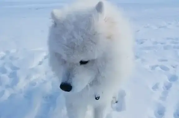 Найдена белая собака на Комбинатской, Тюмень