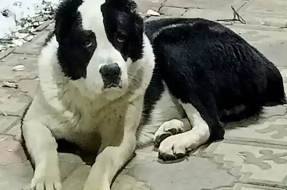 Пропала собака Полвон на Железнодорожной, 91 в Ногинске