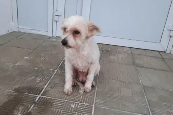 Найдена замёрзшая собака на ул. Рыленкова 72