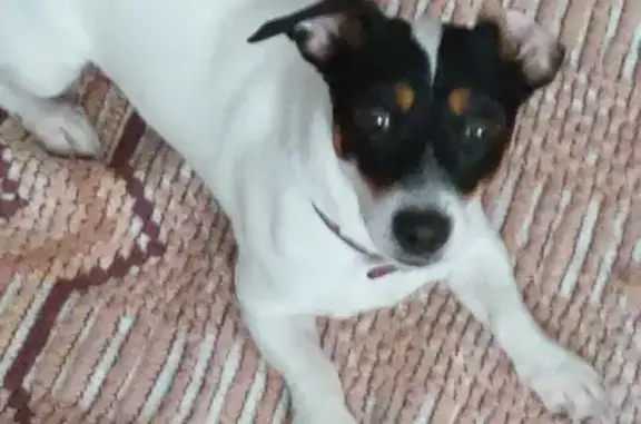 Пропала собака в Мурманске: джек рассел терьер возраста в розовой шлейке
