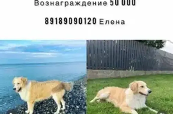 Пропала собака Милка, метис Ретривера, адрес: Ворошиловградская улица, 24Б/2
