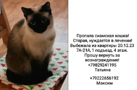 Пропала кошка в Тобольске, адрес - Тюменская обл., мкр 7а, д. 21а