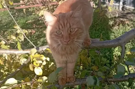 Пропала кошка Сэм в Таврово, Белгородская область