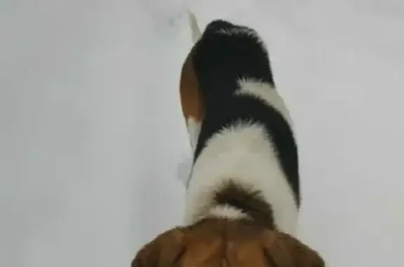 Найдена собака, Москва, фото: Найден кобель в Филипповичах, Московская область