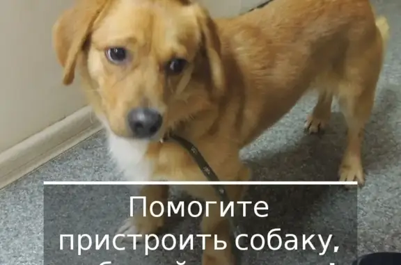 Найдена рыжая собака на Тихоокеанской улице, Хабаровск.