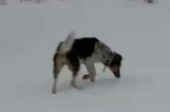 Пропала собака в Петушинском сельском поселении, Владимирская область