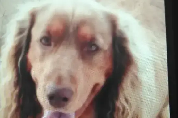 Пропала собака Сеттер на Комбинатской, 33 в Салехарде
