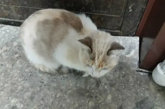 Найдена кошка на Московском тракте, 120А