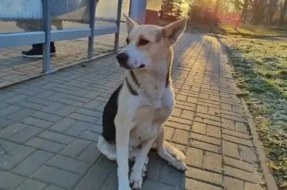 Найдена собака на улице Победы, Волгодонск