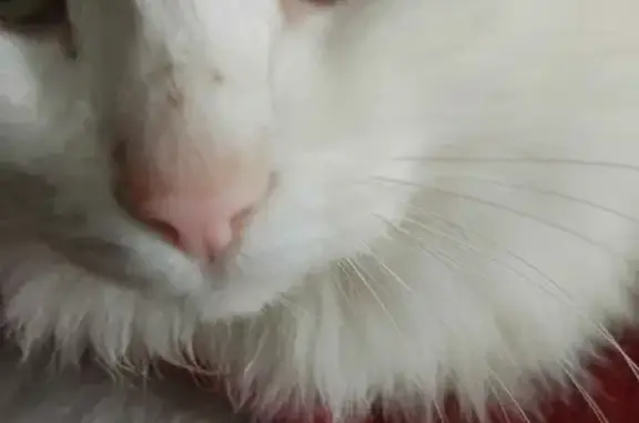 Найдена белая кошка с зелеными глазами в Донском, Тульская область