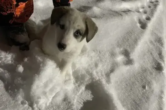Найден щенок бело-бежевого окраса, адрес: ул. Ермакова, 46А