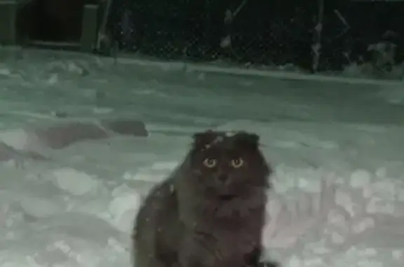 Пропала кошка на Первомайской, 14 в Лукоянове