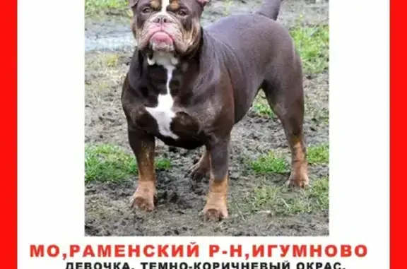 Пропала собака Бульдог Кьяра, Игумново, МО. #Пропаласобака