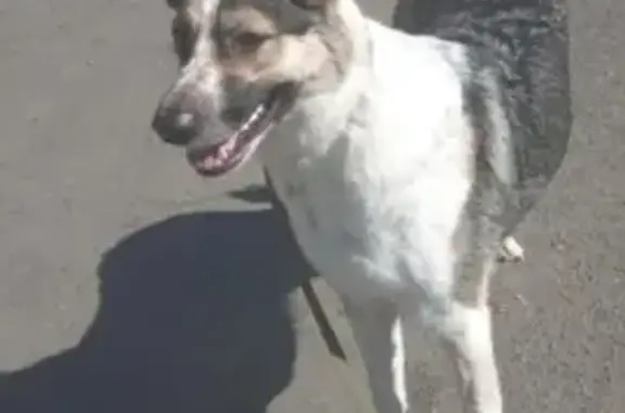 Пропала собака Дина на ул. Пархоменко, 142, Нижний Тагил