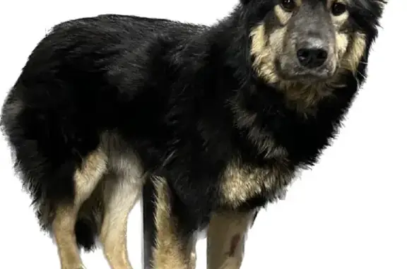 Пропала собака Малышка из зоогостиницы в Красноярском крае