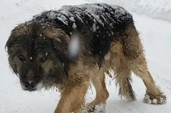 Найдена собака Метис на Песчаной улице