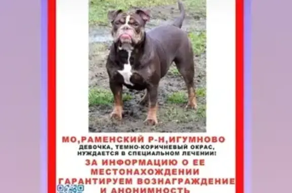 Пропала собака 46Н-13932 в Раменках