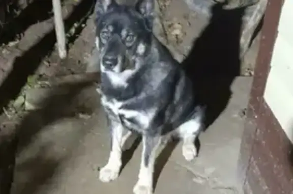 Пропала собака Метис-хаски на улице Алешня