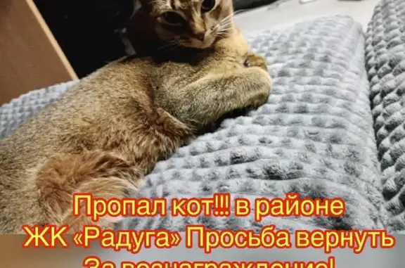 Пропала кошка на Полеводческой, Михайловск: аббисинец, молодой котенок.