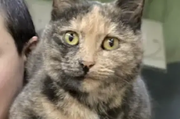 Кошки потеряшки, Киров, фото: Потеряшка кошка по адресу базовый переулок 11а, зовут Вася