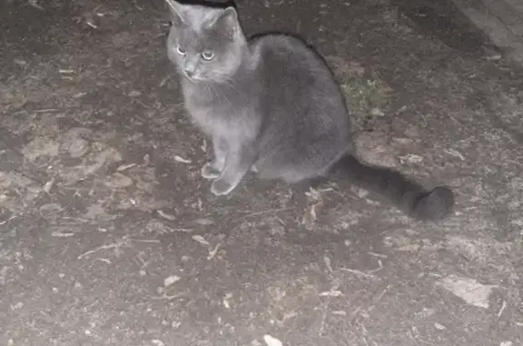 Найдена кошка на аллее после рынка Военвед