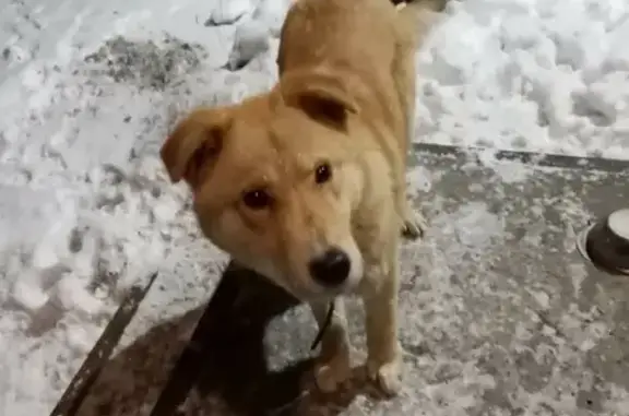 Найдена рыжая собака на территории Ольгино
