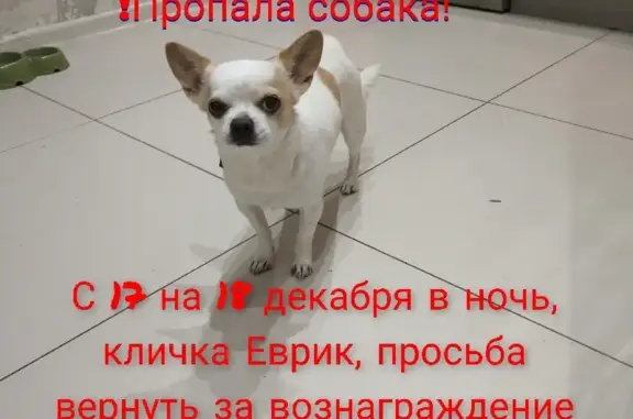 Пропала собака на ул. Жуковского, 36А, Петрозаводск