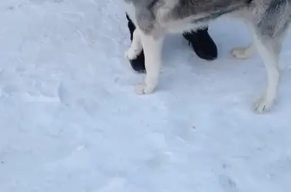 Собака Пёс найдена на Софийской, 15, Новосибирск
