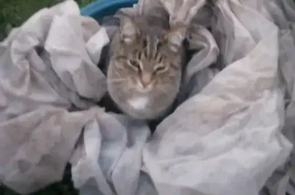 Пропала кошка Филя на Новосондецком бульваре, 15, Ульяновск