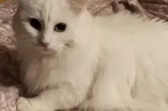 Найдена кошка Турецкая ангора на ул. Плеханова в Москве