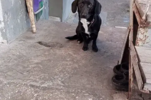 Найдена собака на ул. Серова, Ставрополь - помесь с таксой, чёрная с белой грудкой и ошейником.