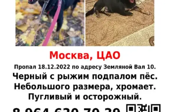 Пропал пёсик Пончик на Земляном Валу 🐶