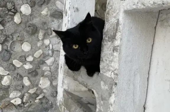 Найдена черная беременная кошка на ул. Новаторов 9 в Екатеринбурге
