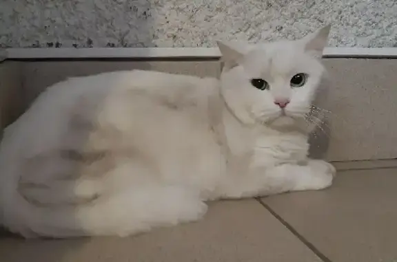 Найден белый кот на ул. Генерала Лизюкова