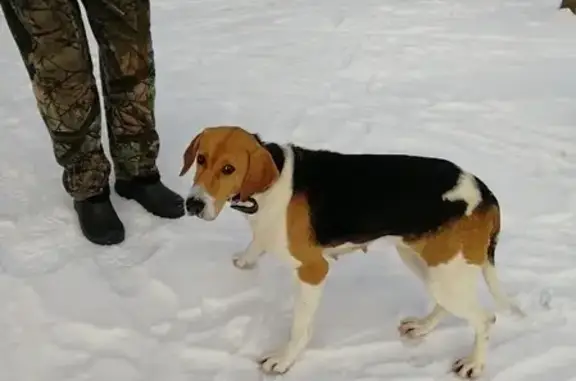 Пропала собака в с. Маринино, Владимирская область
