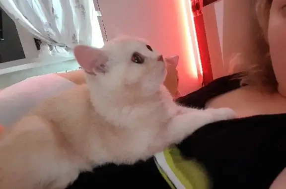 Кошки потеряшки, Тольятти, фото: Потеряшка британская кошка на Кулибина 9, Тольятти