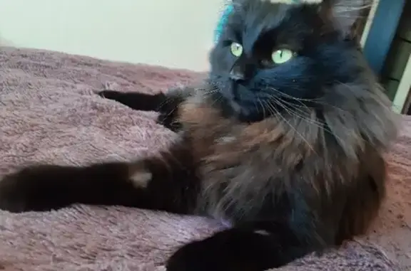 Потерянные животные Уфа, фото: Пропал черный пушистый кот на улице Свободы, 23/1 в Уфе