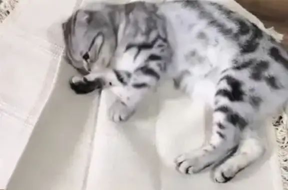 Кошки потеряшки, Тольятти, фото: Потеряшка кошка Ева на Итальянском бульваре 22