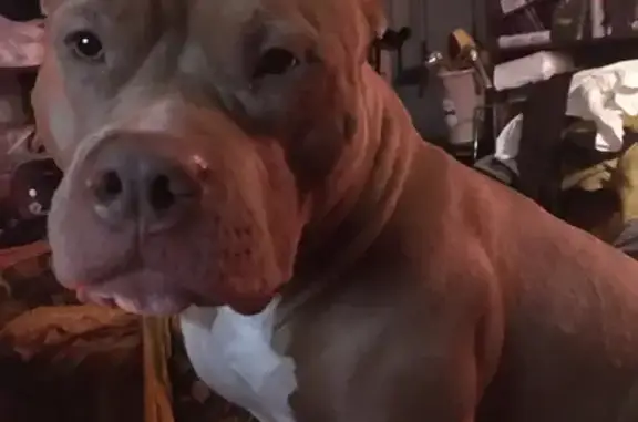 Собаки потеряшки, Санкт-Петербург, фото: Потеряшка булли рыжего цвета на ул. Дыбенко, СПб. Тел: +79118399730.