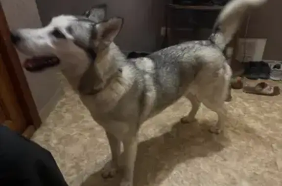 Собака найдена на ул. Н. Музыки, 43, Севастополь