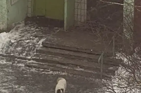 Найдена собака на Юбилейной ул. в Серпухове