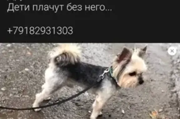 Пропала собака на улице Лермонтова 5, Симферополь